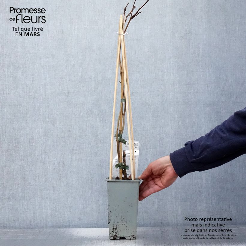 Exemplaar van Wisteria frutescens var. macrostachya Blue Moon - Amerikaanse blauwe regen Pot van 2 l/3 l zoals geleverd in de lente