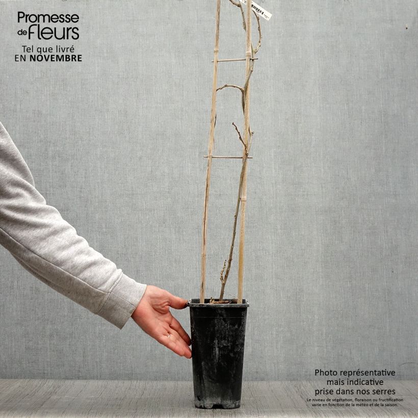 Exemplaar van Glycine de Chine Blue Line - Wisteria sinensis Pot de 2L/3L zoals geleverd in de herfst