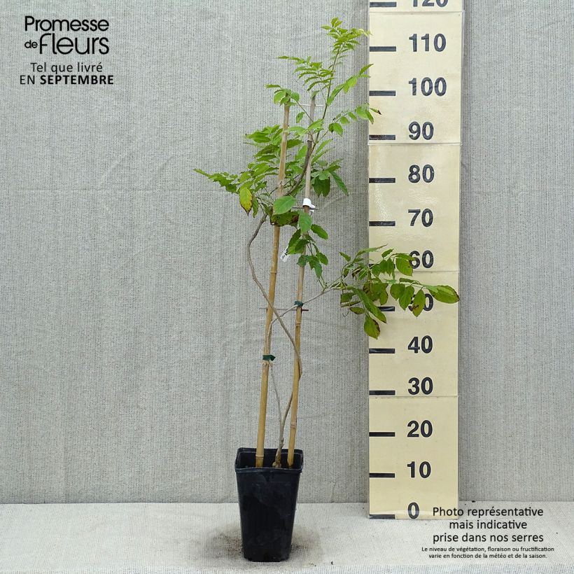 Exemplaar van Wisteria sinensis Blue Line - Blauweregen Pot van 2 l/3 l zoals geleverd in de zomer