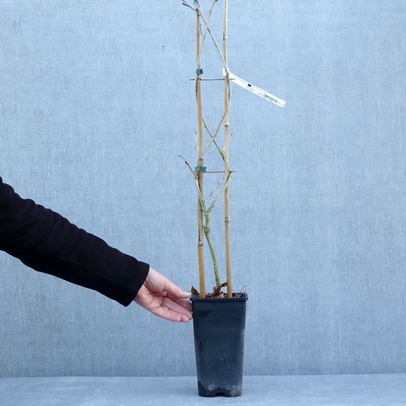 Example of Glycine de Chine Blue Line - Wisteria sinensis Pot van 2 l/3 l as you get in hiver