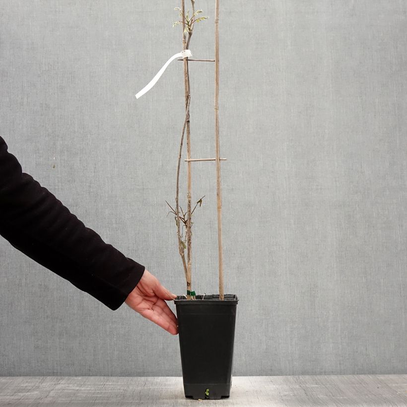 Exemplaar van Wisteria sinensis Blue Line - Blauweregen Pot van 2 l/3 l zoals geleverd in de lente