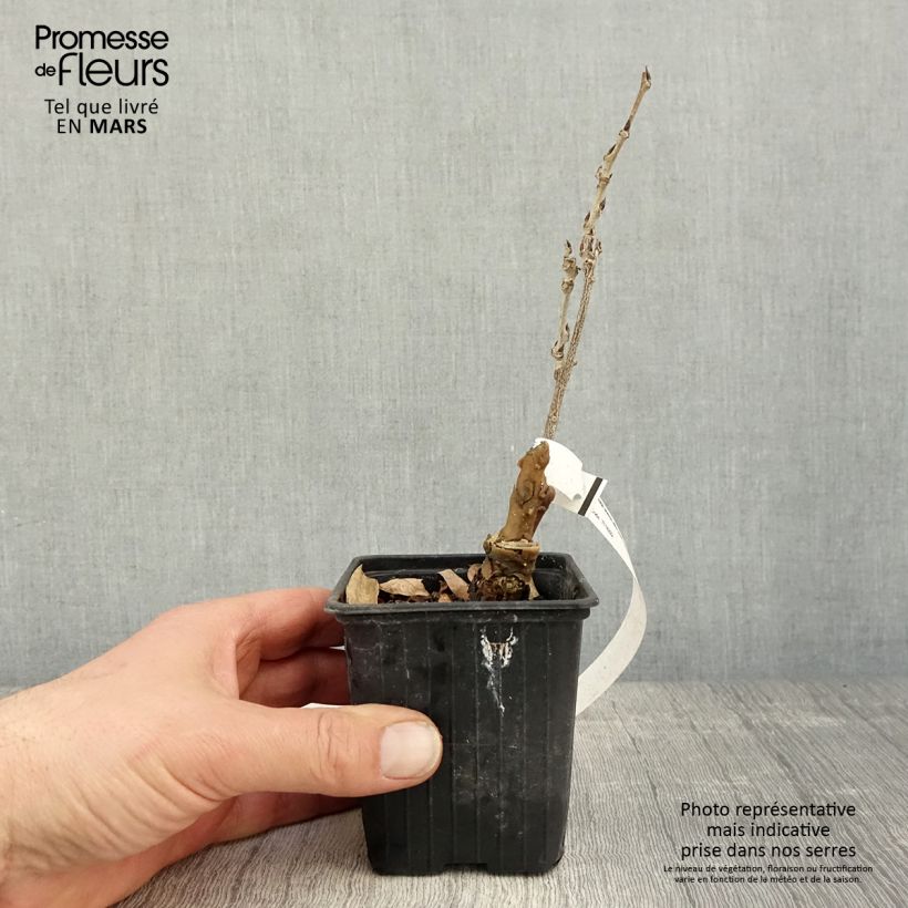 Exemplaar van Wisteria sinensis Alba - Blauweregen wit Kweekpotje van 8/9 cm zoals geleverd in de lente