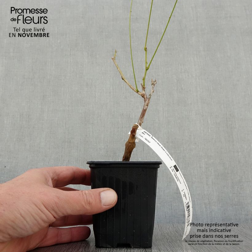 Exemplaar van Wisteria sinensis - Blauweregen Kweekpotje van 8/9 cm zoals geleverd in de herfst