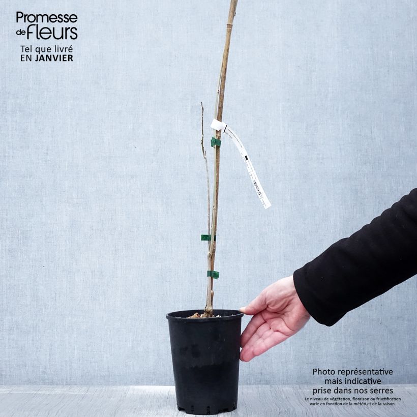 Example of Wisteria sinensis - Blauweregen Pot van 2 l/3 l as you get in hiver