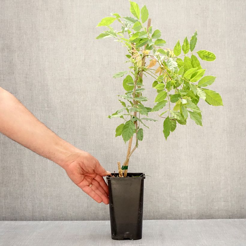 Example of Glycine de Formose - Wisteria formosa Pot van 1,5 l/2 l as you get in printemps