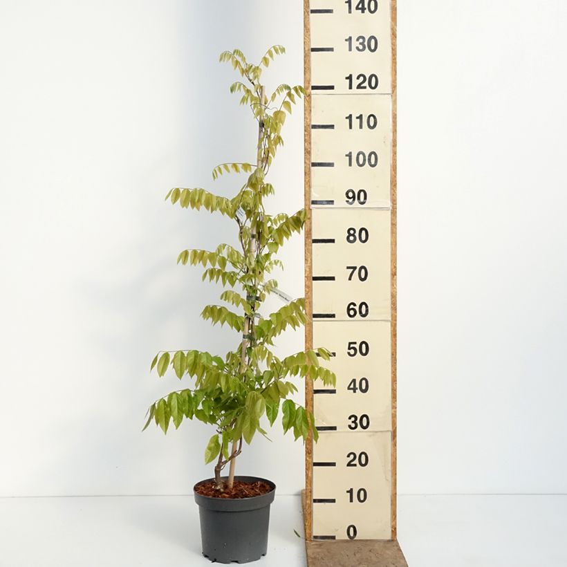 Exemplaar van Wisteria brachybotrys Shiro-Beni - Japanse blauweregen Pot van 4 l/5 l zoals geleverd in de lente