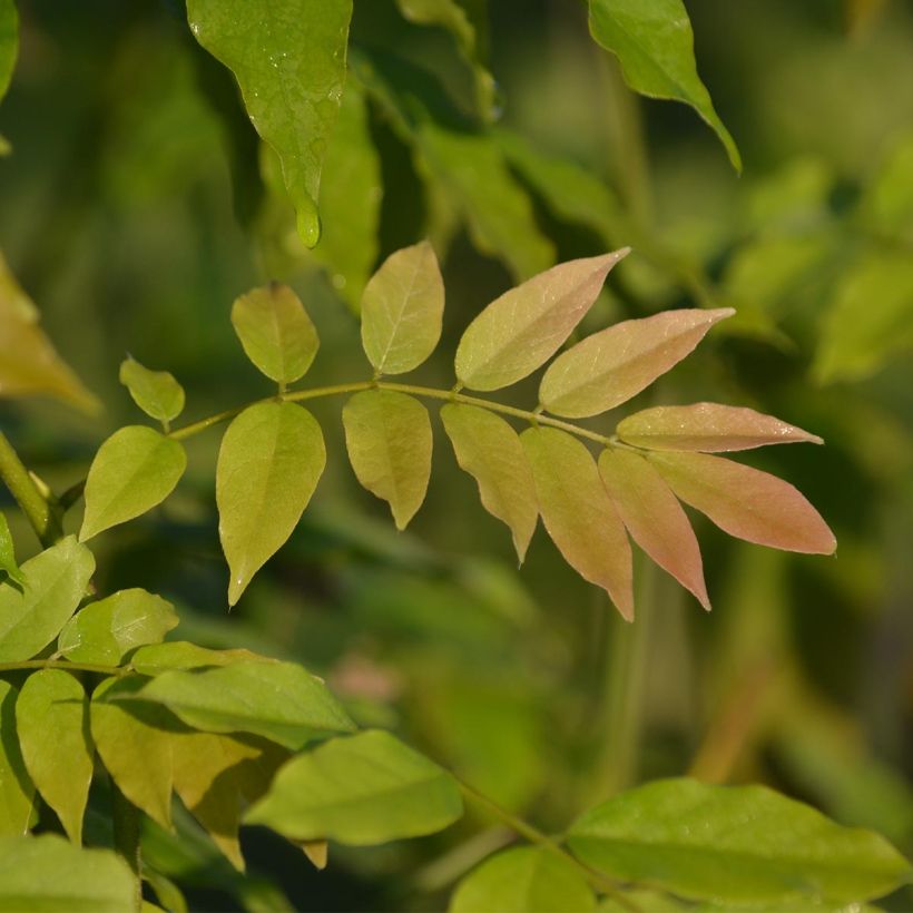 Wisteria floribunda Alba - Blauweregen (Foliage)