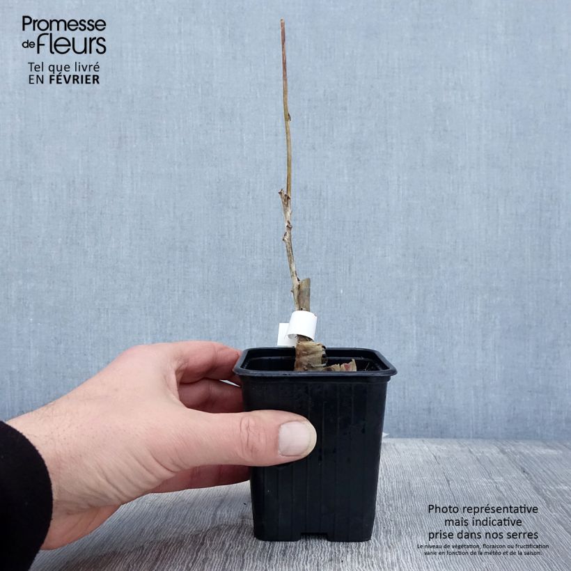 Example of Wisteria floribunda Alba - Blauweregen Kweekpotje van 8/9 cm as you get in hiver