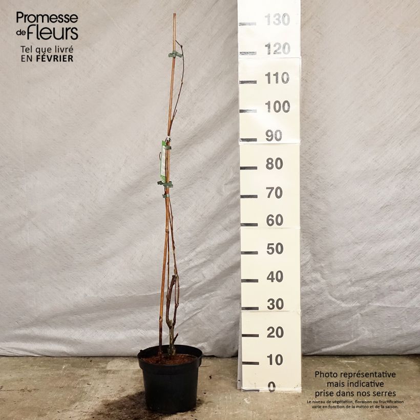 Example of Wisteria floribunda Alba - Blauweregen Pot van 3 l/4 l as you get in hiver