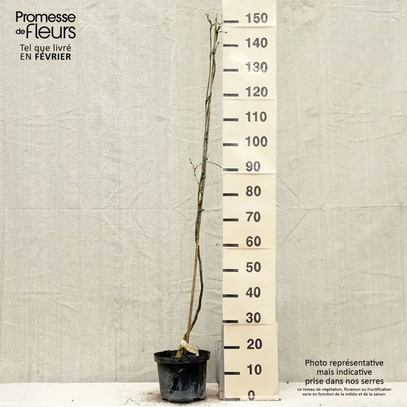 Example of Glycine du Japon - Wisteria floribunda Domino ou Issai Pot van 3 l/4 l as you get in hiver