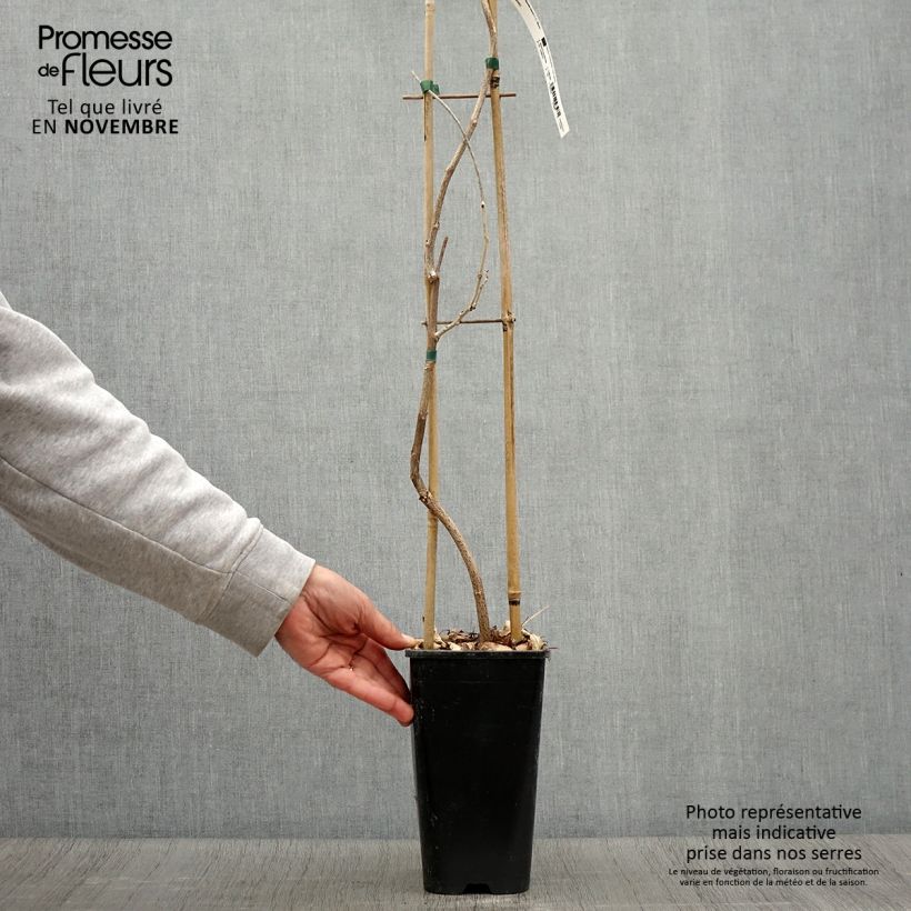 Exemplaar van Wisteria floribunda - Blauweregen Pot van 3 l/4 l zoals geleverd in de herfst