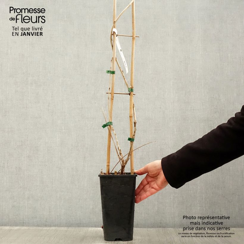 Example of Wisteria floribunda Macrobotrys - Blauweregen Pot van 2 l/3 l as you get in hiver