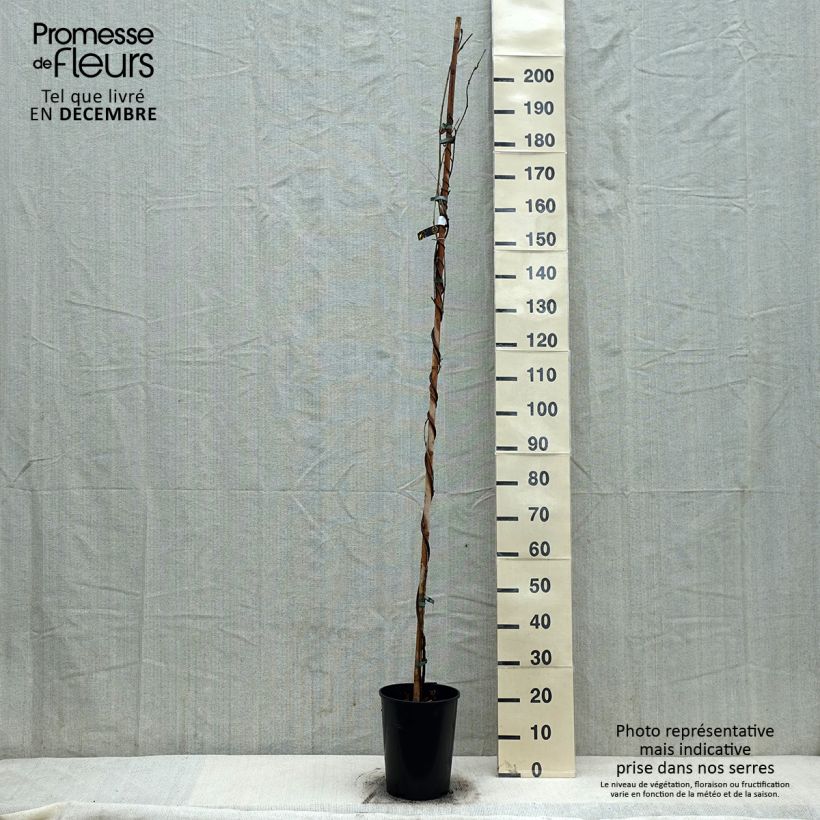 Example of Glycine du Japon - Wisteria floribunda Shiro-noda Pot van 4 l/5 l as you get in hiver