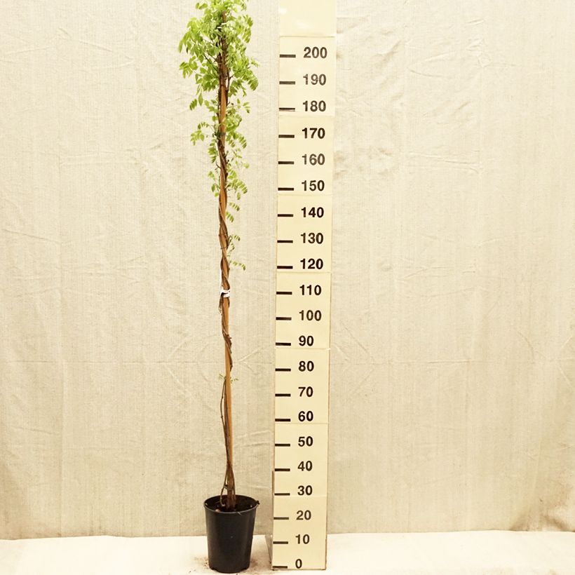 Exemplaar van Wisteria floribunda Shiro-noda - Blauweregen Pot van 4 l/5 l zoals geleverd in de lente