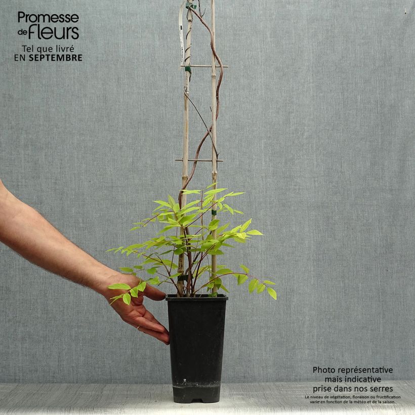 Exemplaar van Wisteria frutescens - Amerikaanse blauwe regen Pot van 3 l/4 l zoals geleverd in de herfst