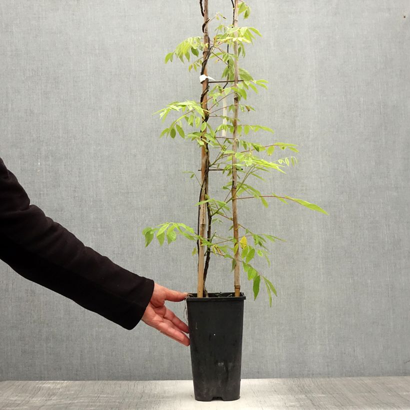 Exemplaar van Wisteria frutescens - Amerikaanse blauwe regen Pot van 3 l/4 l zoals geleverd in de zomer