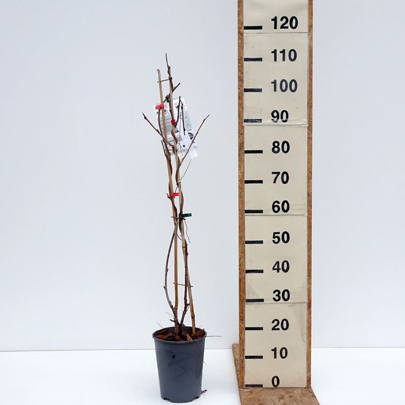 Example of Glycine Grande Diva Barbara - Wisteria (x) venusta Pot van 4 l/5 l as you get in hiver