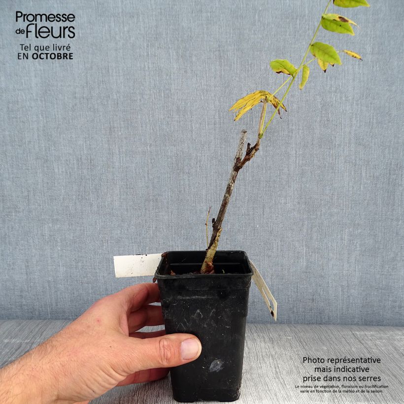 Exemplaar van Wisteria Grande Diva Cecilia - Blauwe regen Kweekpotje van 8/9 cm zoals geleverd in de herfst