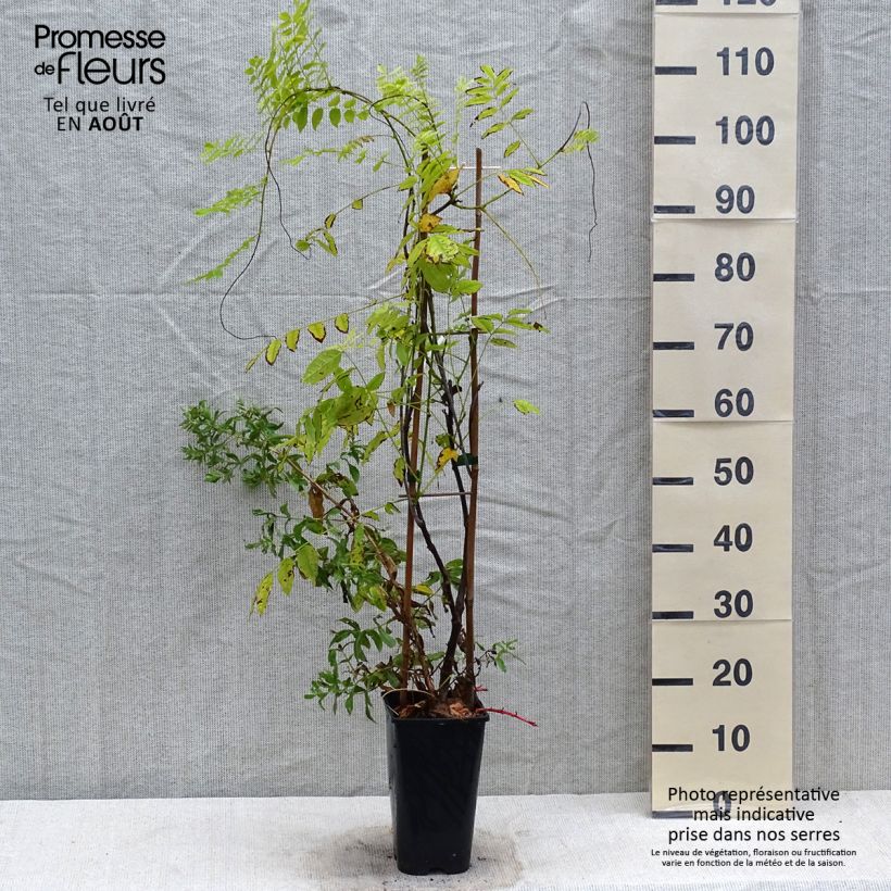 Exemplaar van Wisteria floribunda Eds Blue Dragon - Blauweregen Pot van 2 l/3 l zoals geleverd in de zomer