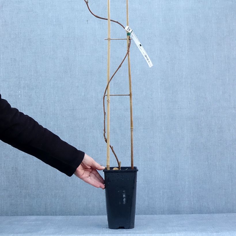 Example of Glycine japonaise - Wisteria floribunda Lipstick Pot van 3 l/4 l as you get in hiver