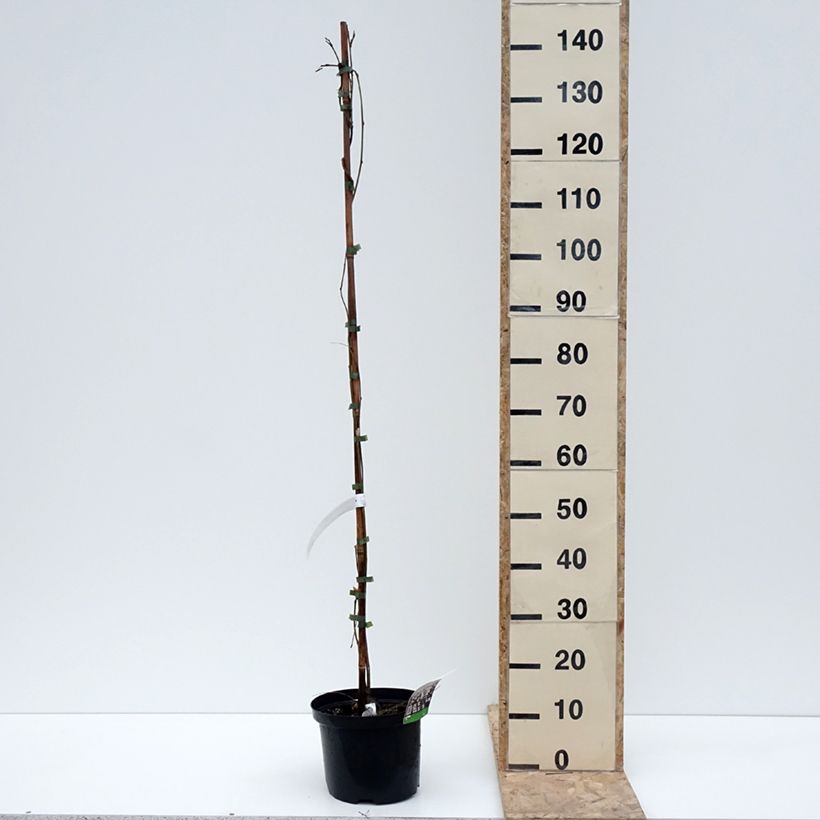 Example of Glycine japonaise - Wisteria floribunda Macrobotrys De Belder Pot van 4 l/5 l as you get in hiver