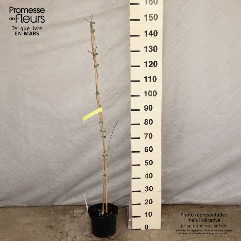 Exemplaar van Wisteria floribunda Macrobotrys De Belder - Blauweregen Pot van 4 l/5 l zoals geleverd in de lente
