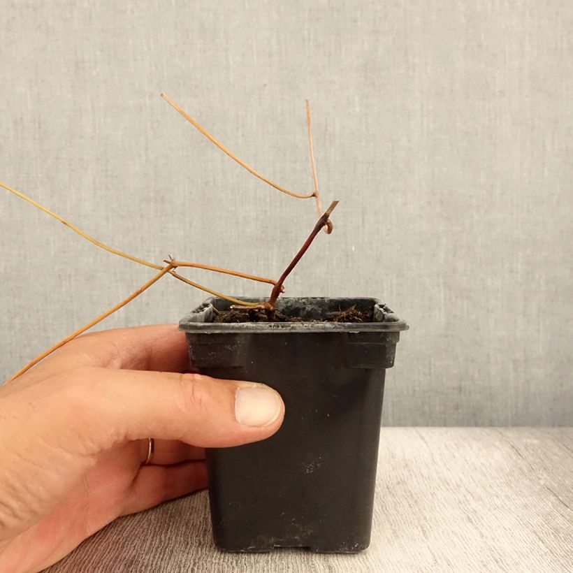 Exemplaar van Amerikaanse grondnoot - Apios americana Kweekpotje van 8/9 cm zoals geleverd in de zomer