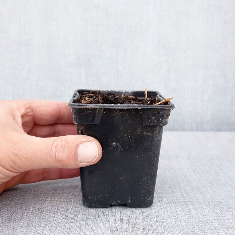 Exemplaar van Amerikaanse grondnoot - Apios americana Kweekpotje van 8/9 cm zoals geleverd in de lente