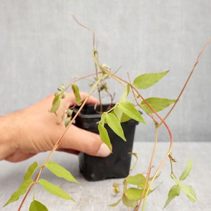 Exemplaar van Amerikaanse grondnoot - Apios americana Kweekpotje van 8/9 cm zoals geleverd in de herfst