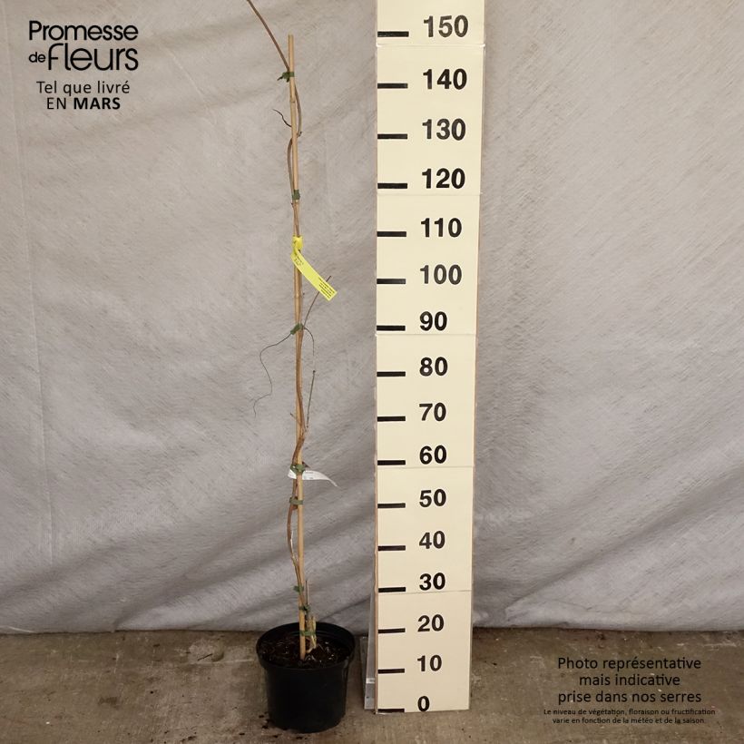 Exemplaar van Wisteria brachybotrys White Silk - Japanse blauweregen Pot van 4 l/5 l zoals geleverd in de lente