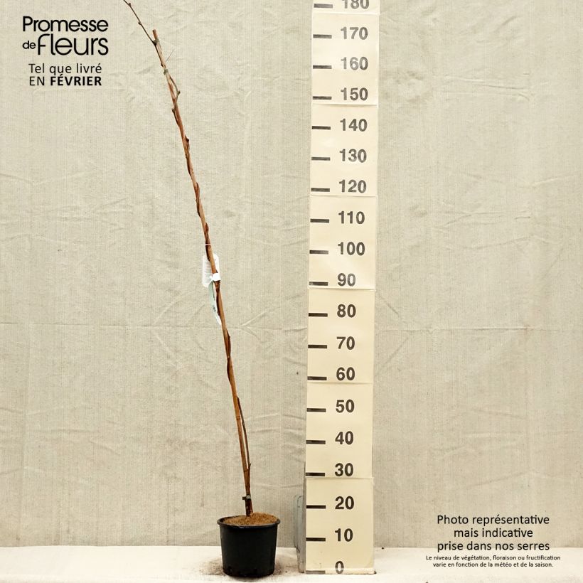 Example of Glycine - Wisteria brachybotrys Yokohama Fuji Pot van 3 l/4 l as you get in hiver