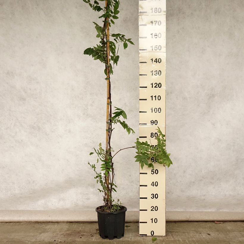 Exemplaar van Wisteria brachybotrys Yokohama Fuji - Japanse blauweregen Pot van 7,5 l/10 l zoals geleverd in de zomer