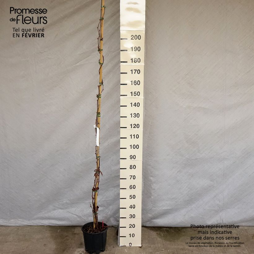 Example of Glycine - Wisteria brachybotrys Yokohama Fuji Pot van 7,5 l/10 l as you get in hiver