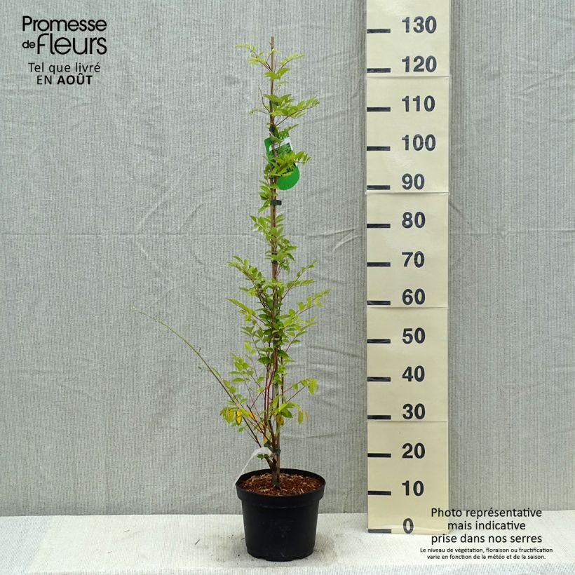 Exemplaar van Wisteria frutescens Longwood Purple - Blauwe regen Pot van 3 l/4 l zoals geleverd in de zomer