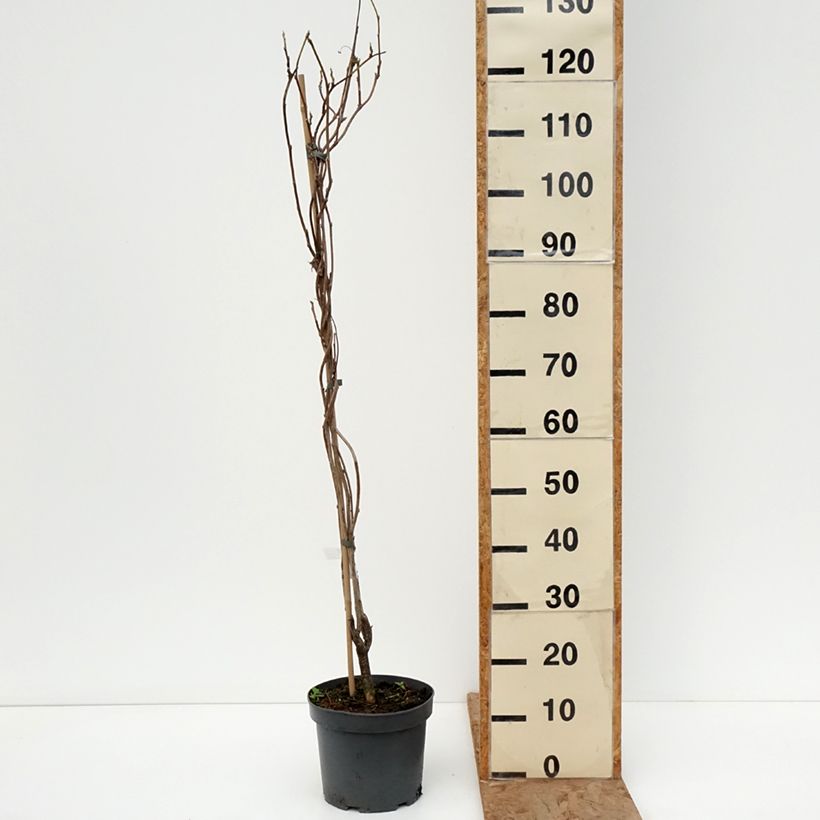 Exemplaar van Wisteria frutescens var. macrostachya Clara Mack - Amerikaanse blauwe regen Pot van 4 l/5 l zoals geleverd in de winter