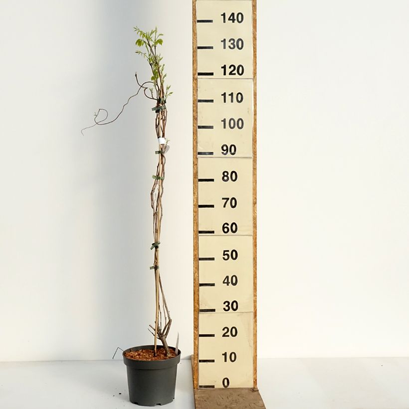 Exemplaar van Wisteria frutescens var. macrostachya Clara Mack - Amerikaanse blauwe regen Pot van 4 l/5 l zoals geleverd in de lente