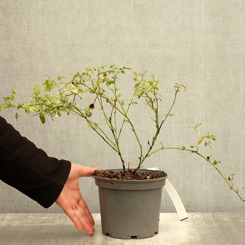 Exemplaar van Glycyrrhiza glabra - Zoethout Pot van 2 l/3 l zoals geleverd in de herfst