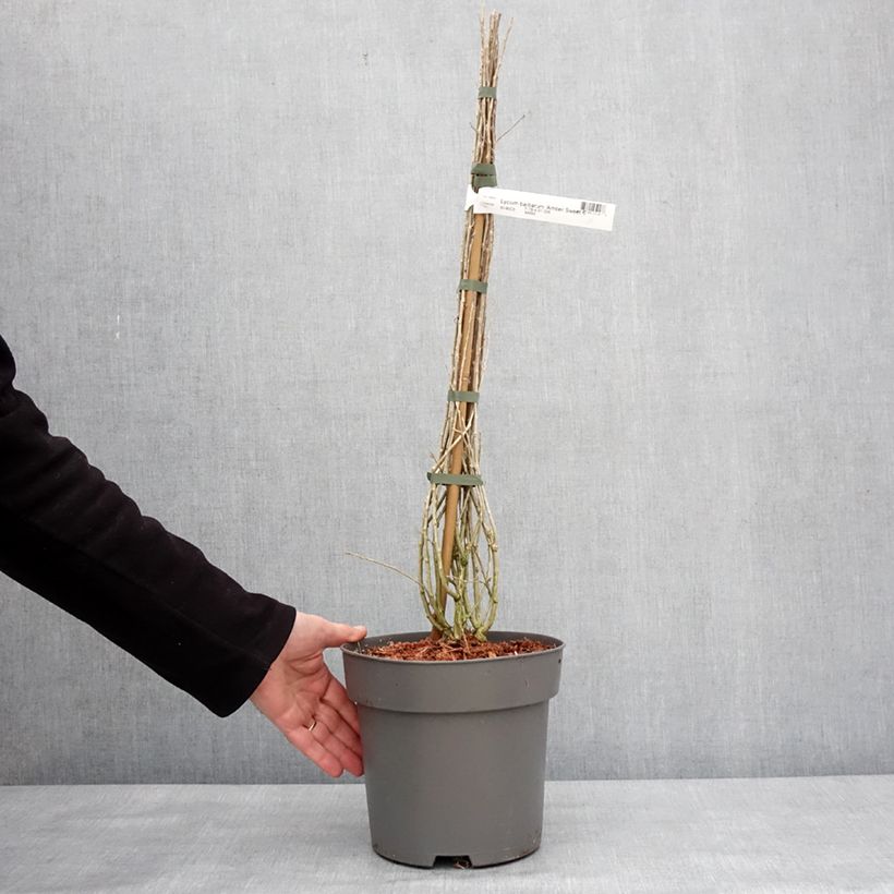 Exemplaar van Gojibes Amber Sweet Pot van 4 l/5 l, Pol zoals geleverd in de winter