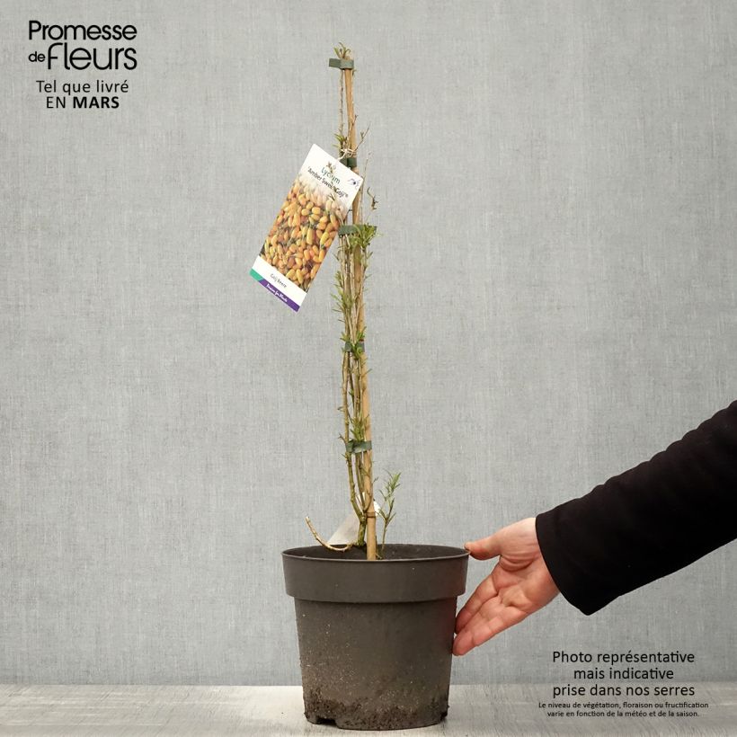 Exemplaar van Gojibes Amber Sweet Pot van 4 l/5 l, Pol zoals geleverd in de lente