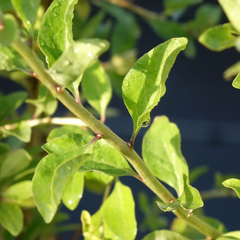 Gojibes Gojidelys (Blad)