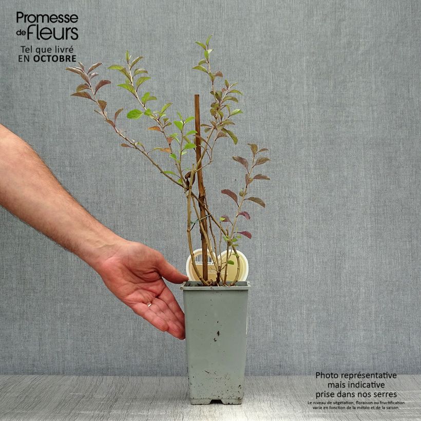 Exemplaar van Gojibes Instant Success Pot van 1,5 l/2 l zoals geleverd in de herfst