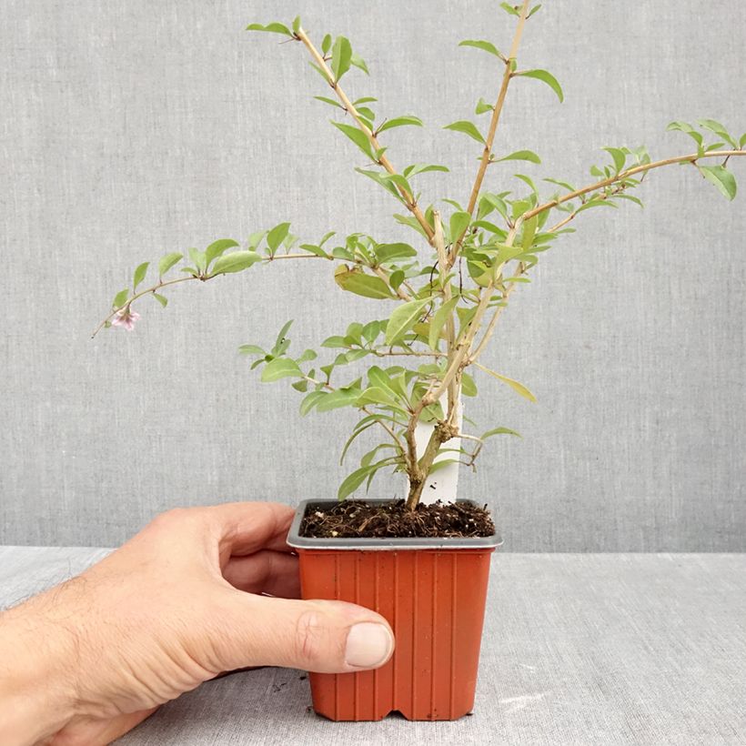 Exemplaar van Goji - Lycium barbarum Godet de 8/9 cm zoals geleverd in de herfst