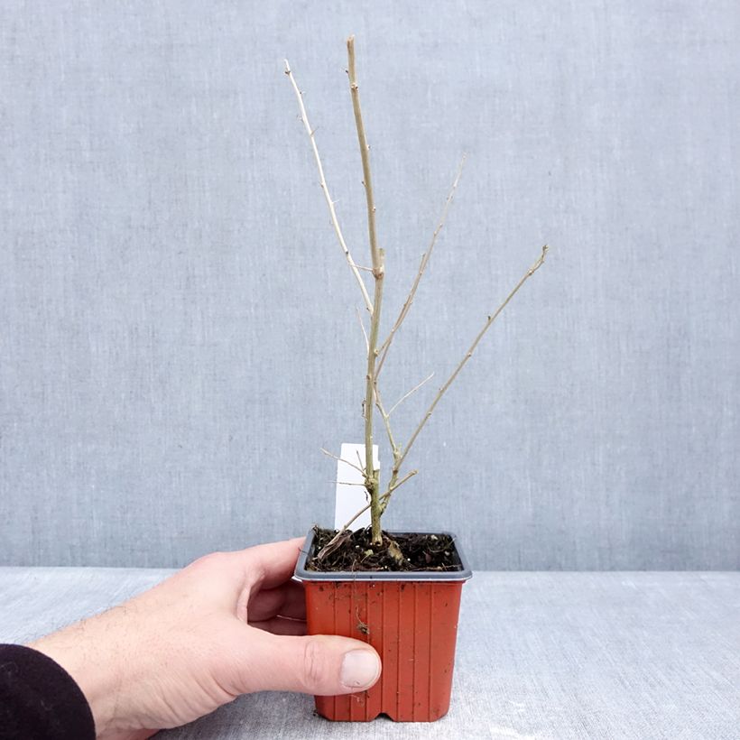 Exemplaar van Gojibes - Lycium barbarum Kweekpotje van 8/9 cm zoals geleverd in de winter