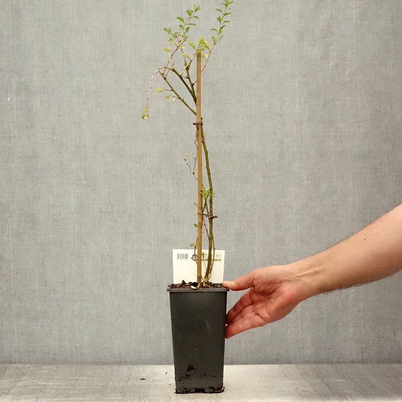 Exemplaar van Gojibes - Lycium barbarum Pot van 1,5 l/2 l, Struik zoals geleverd in de zomer