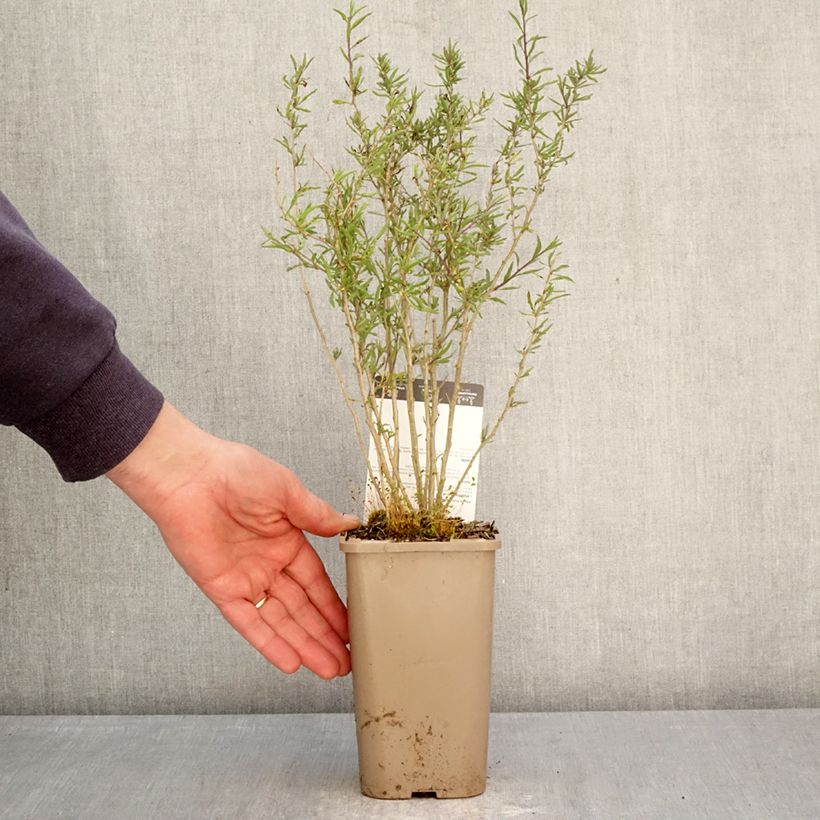 Exemplaar van Gojibes Q1 - Lycium barbarum Pot van 1,5 l/2 l, Pol zoals geleverd in de lente
