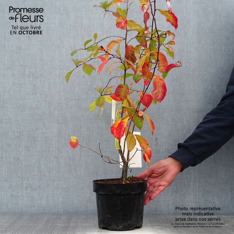 Exemplaar van Nyssa sylvatica - Zwarte tupeloboom Pot van 2 l/3 l zoals geleverd in de herfst