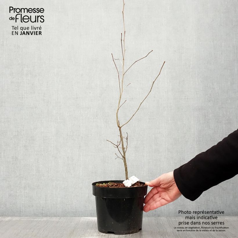 Example of Nyssa sylvatica - Zwarte tupeloboom Pot van 2 l/3 l as you get in hiver