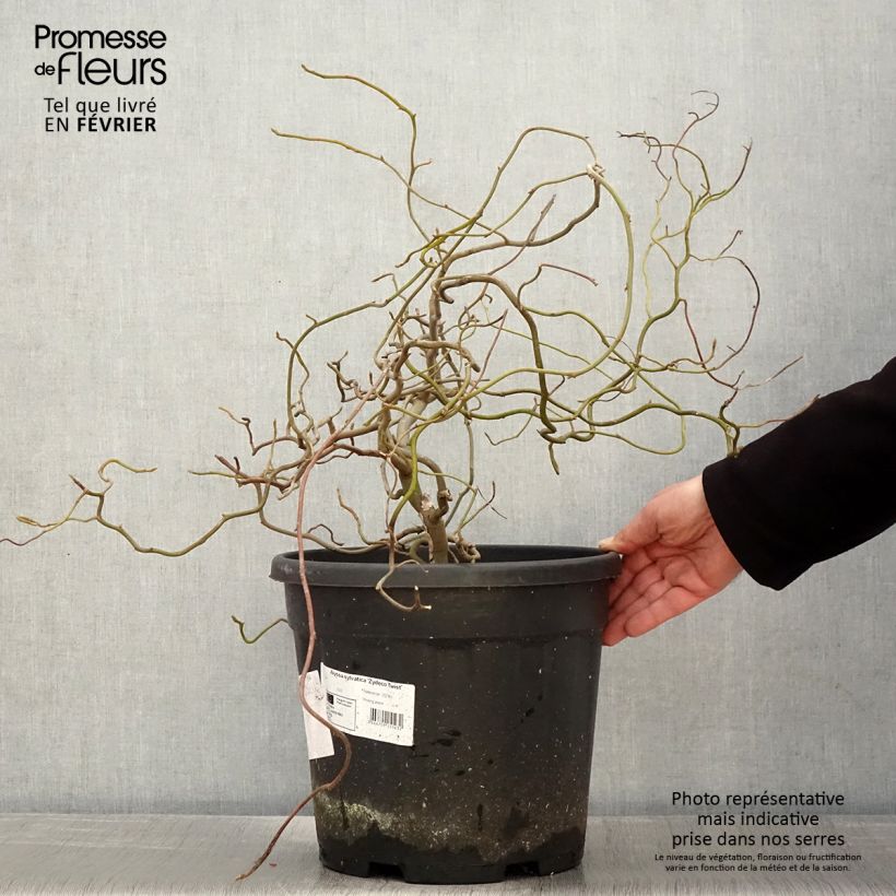 Example of Gommier noir - Nyssa sylvatica Zydeco Twist Pot van 12 l/15 l as you get in hiver