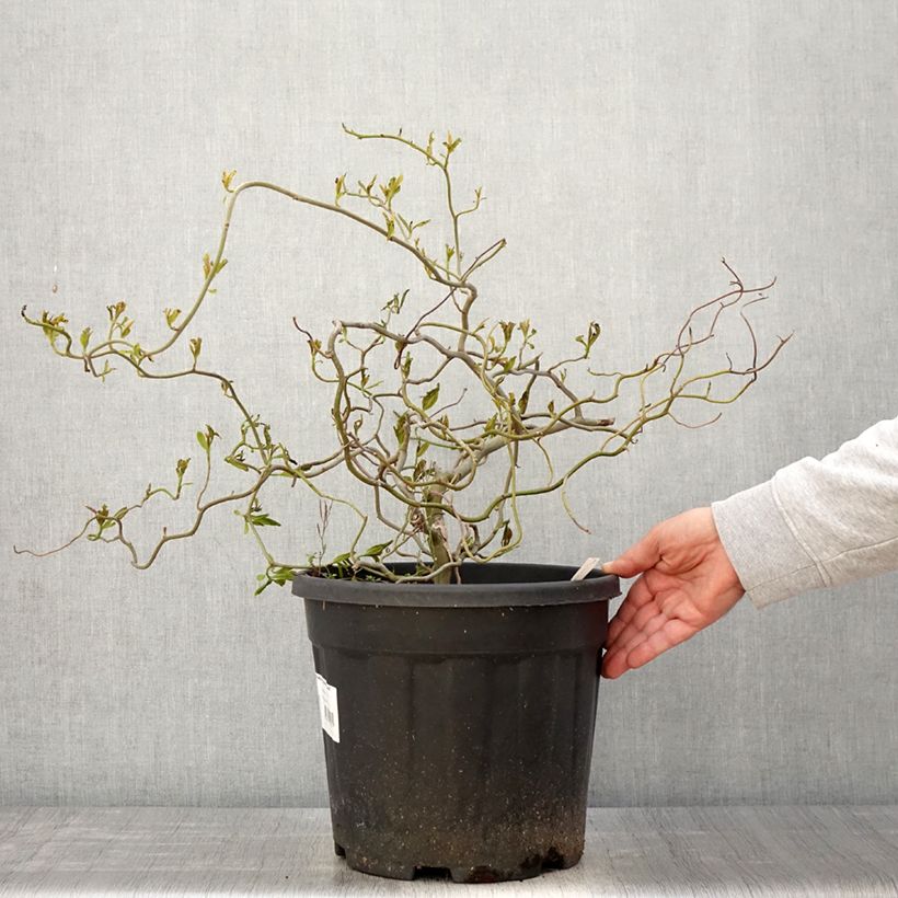 Exemplaar van Nyssa sylvatica Zydeco Twist - Zwarte tupeloboom Pot van 12 l/15 l zoals geleverd in de lente