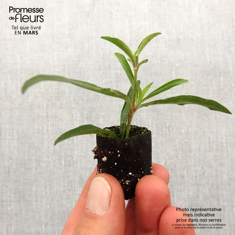 Example of Gomphrena Truffula Pink - Amarantine Mini-mot Ø 1,5/2,5 cm as you get in printemps